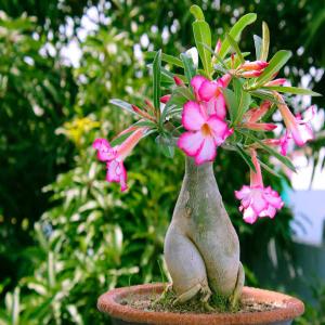 Adenium live plant| desert rose |